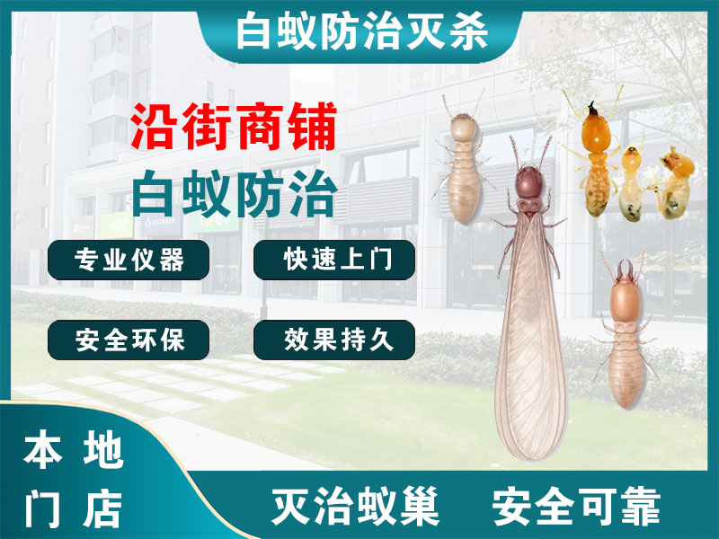 平阳沿街商铺白蚁防治