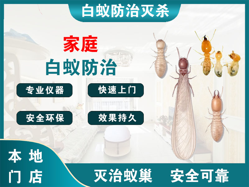 平阳家庭白蚁防治