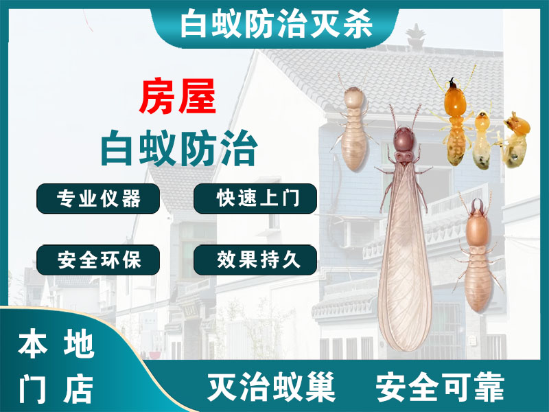 平阳房屋白蚁防治